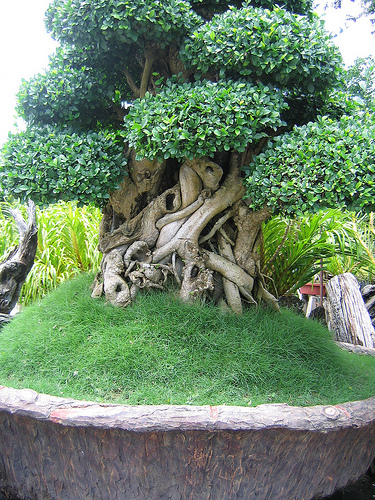 langkawi-giant-bonsai.jpg